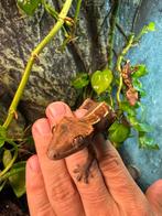 Wimper gecko’s, Dieren en Toebehoren, Reptielen en Amfibieën, Hagedis