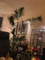 Palm plant, Huis en Inrichting, Kamerplanten, Ophalen, Halfschaduw, Minder dan 100 cm