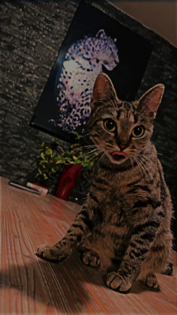 GRATIS 2 super lieve katten, Dieren en Toebehoren, Katten en Kittens | Raskatten | Korthaar, Poes