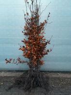 groene beuk, Ophalen, Beukenhaag, Haag, Minder dan 100 cm