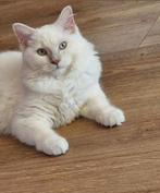 Fawn mink mitted ragdoll dekkater met stamboom,NIET te koop!, Dieren en Toebehoren, Katten en Kittens | Raskatten | Langhaar, Kater