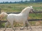 Supermooie welsh A stermerrie ., Merrie, Gechipt, Niet van toepassing, A pony (tot 1.17m)