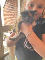 5 lieve kittens te koop, Dieren en Toebehoren, Katten en Kittens | Overige Katten, Meerdere dieren, Kortharig, 0 tot 2 jaar