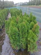 Conifeer Smaragd coniferen haagplanten, Bloeit niet, 100 tot 250 cm, Zuilboom, Ophalen