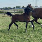 Drie mooie jonge KWPN hengsten! Lord Europe, Livius, Nacho, Onbeleerd, Hengst, 0 tot 2 jaar, Gechipt