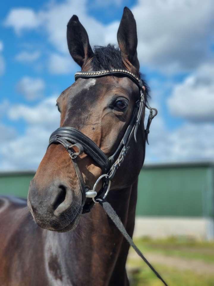 Bijrijder/verzorgster aangeboden, Dieren en Toebehoren, Paarden en Pony's | Overige Paardenspullen, Ophalen of Verzenden