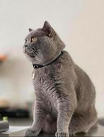 British Shorthair dekkater beschikbaar - Gezond en selectief, Dieren en Toebehoren, Katten en Kittens | Dekkaters, 0 tot 2 jaar
