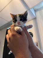 Lieve poes zoekt een gouden mand️, Dieren en Toebehoren, Katten en Kittens | Raskatten | Korthaar, Poes, Ontwormd, 0 tot 2 jaar