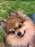 Pommeriaan/ keeshond, Rabiës (hondsdolheid), Reu, 1 tot 2 jaar, Eén hond