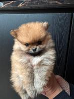 Raszuivere Pomerian pup reu, Dieren en Toebehoren, Honden | Poolhonden, Keeshonden en Oertypen, Keeshond, 8 tot 15 weken, Meerdere