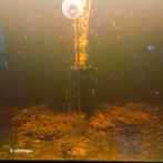 Gele | Yellow Fire Neon Backline Neocaridina-garnalen vz/afh, Kreeft, Krab of Garnaal, Zoetwatervis, Schoolvis