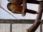 Jonge pyrrhura, Meerdere dieren, Parkiet