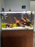 Rimless aquarium, Dieren en Toebehoren, Ophalen, Gebruikt, Gevuld zoetwateraquarium