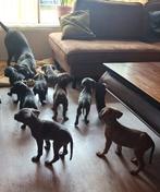 Mooie Cane corso puppys mogen het nest verlaten, Dieren en Toebehoren, Overige rassen, 8 tot 15 weken, Meerdere, Meerdere dieren