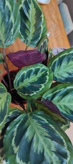 Calathea, Huis en Inrichting, Bloeiende kamerplant, Ophalen, Halfschaduw, Minder dan 100 cm