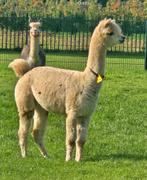 Enkele Supermooie Alpacas te Koop. Dragende Merrie 2 jaar,, Juni, Meerdere dieren