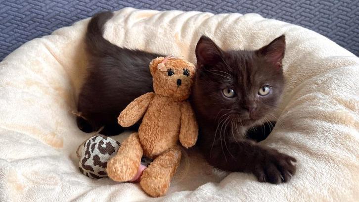 British Shorthair Chocolate Kitten Met stamboom, Dieren en Toebehoren, Katten en Kittens | Raskatten | Korthaar, Kater, 0 tot 2 jaar