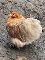 2 cochin kriel hennen van 2025, Dieren en Toebehoren, Pluimvee, Vrouwelijk, Kip