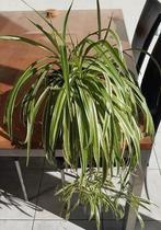 Kamerplanten ca 30 graslelies en pannekoekplanten, Ophalen of Verzenden, Halfschaduw, Minder dan 100 cm