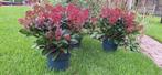 Skimmia met 25 bloemen 10€, Ophalen, Overige soorten, Volle zon