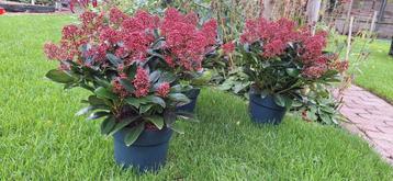 Skimmia met 25 bloemen 10€  beschikbaar voor biedingen