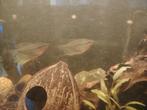Koppel diamantgoerami, Dieren en Toebehoren, Vissen | Aquariumvissen, Vis, Zoetwatervis, Schoolvis