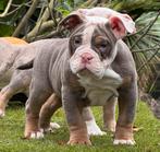 Old English Bulldogs Bullforce Aanbieding !!!!!!!!!!!, Nederland, 8 tot 15 weken, Meerdere, Meerdere dieren