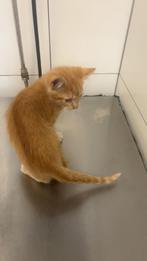 lieve kitten europees korthaar, Ophalen of Verzenden