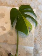Monstera aurea stek, Huis en Inrichting, Ophalen of Verzenden, Overige soorten, Minder dan 100 cm