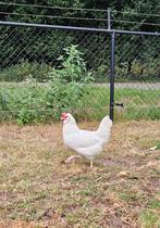 2 legkippen, Dieren en Toebehoren, Pluimvee, Vrouwelijk, Kip