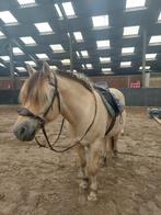 Sidepull hoofdstel cob/full, Ophalen of Verzenden, Zo goed als nieuw, Recreatie