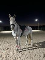 Schitterend paard met een prachtig karakter, Dieren en Toebehoren, Paarden, Z, Gechipt, Ruin, 170 tot 175 cm