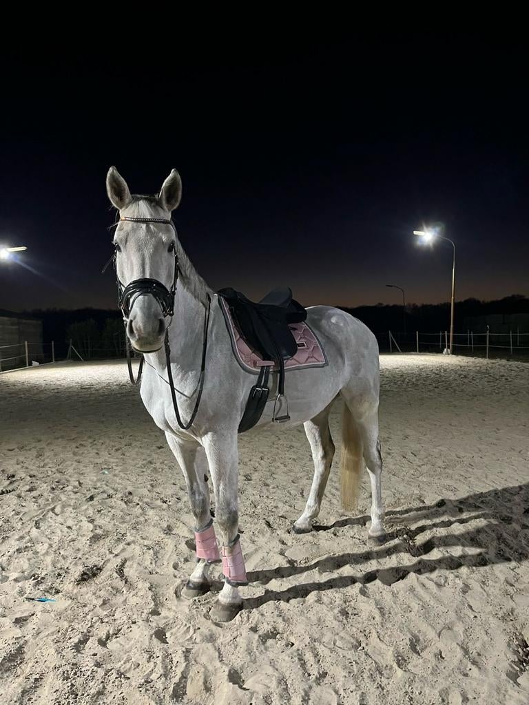 Schitterend paard met een prachtig karakter, Dieren en Toebehoren, Paarden, Ruin, Z, 170 tot 175 cm, 11 jaar of ouder, Met stamboom