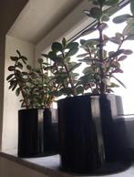Grote vintage keramische bloempotten set zwart kamerplanten, Huis en Inrichting, Vetplant, Ophalen of Verzenden, In pot, Minder dan 100 cm