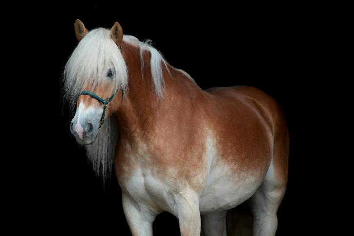 Lieve 6 Jarige haflinger ruin, Dieren en Toebehoren, Paarden, Ruin, Minder dan 160 cm, 3 tot 6 jaar, Westernpaard, Met stamboom