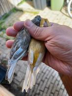 Kanarie Jasper 2025, Dieren en Toebehoren, Meerdere dieren