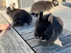 Lieve dwergkonijntjes te koop, Dieren en Toebehoren, Meerdere dieren, Dwerg