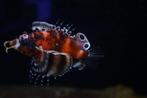 dwerg koraalduivel, Dieren en Toebehoren, Vissen | Aquariumvissen, Vis, Zoutwatervis
