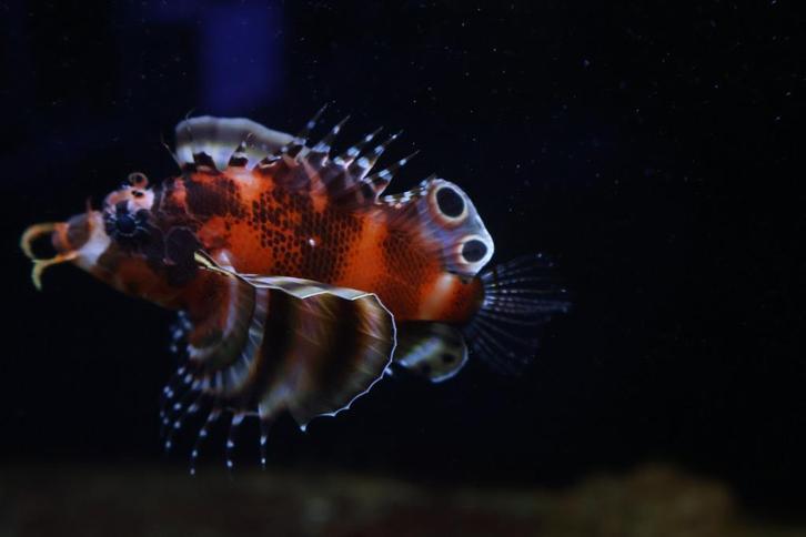 dwerg koraalduivel, Dieren en Toebehoren, Vissen | Aquariumvissen, Zoutwatervis, Vis