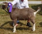 Toggenburger stamboek bok, Dieren en Toebehoren, Mannelijk, Geit, 0 tot 2 jaar