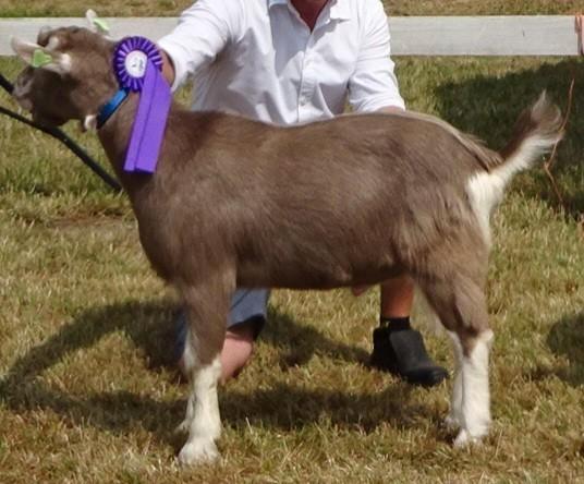 Toggenburger stamboek bok, Dieren en Toebehoren, Schapen, Geiten en Varkens, Geit, Mannelijk, 0 tot 2 jaar