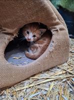Superlieve en mooie kittens, schildpad poes en rode kater, Dieren en Toebehoren, Katten en Kittens | Overige Katten, Meerdere dieren