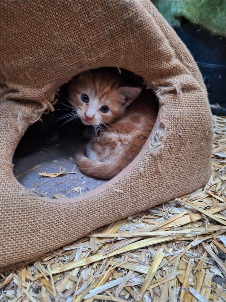 Superlieve en mooie kittens, schildpad poes en rode kater, Dieren en Toebehoren, Katten en Kittens | Overige Katten, Meerdere dieren