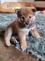 Shiba inu pups met stamboom, Overige rassen, CDV (hondenziekte), 8 tot 15 weken, Meerdere