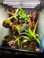 Terrarium Exo terra., Dieren en Toebehoren, Reptielen en Amfibieën | Toebehoren, Ophalen of Verzenden