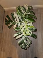 Monstera Albo Variegata, Ophalen of Verzenden, Overige soorten, Minder dan 100 cm