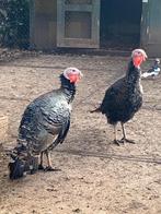 Te koop : Twee mooie kalkoen hanen - voorjaar 2025., Dieren en Toebehoren, Pluimvee, Mannelijk, Kalkoen