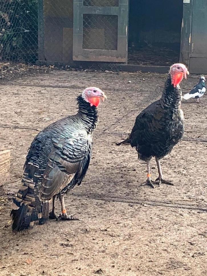 Te koop : Twee mooie kalkoen hanen - voorjaar 2025., Dieren en Toebehoren, Pluimvee, Kalkoen, Mannelijk