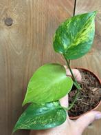 Monstera deliciosa variegata plant aurea lemon mint lemon, Huis en Inrichting, Ophalen of Verzenden, Halfschaduw, Minder dan 100 cm