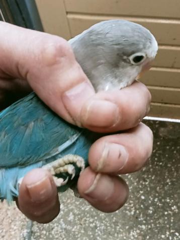 Prachtig piep jong koppel agapornis fisheri lovebirds  beschikbaar voor biedingen